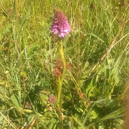別荘 Burren House, Wild Atlantic Way バリーボーン