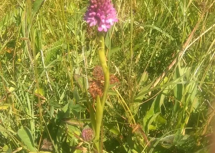 Дом отдыха Burren House, Wild Atlantic Way Балливон